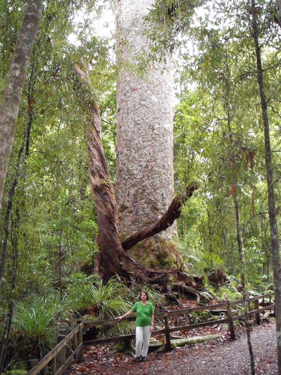 Kauri Tree