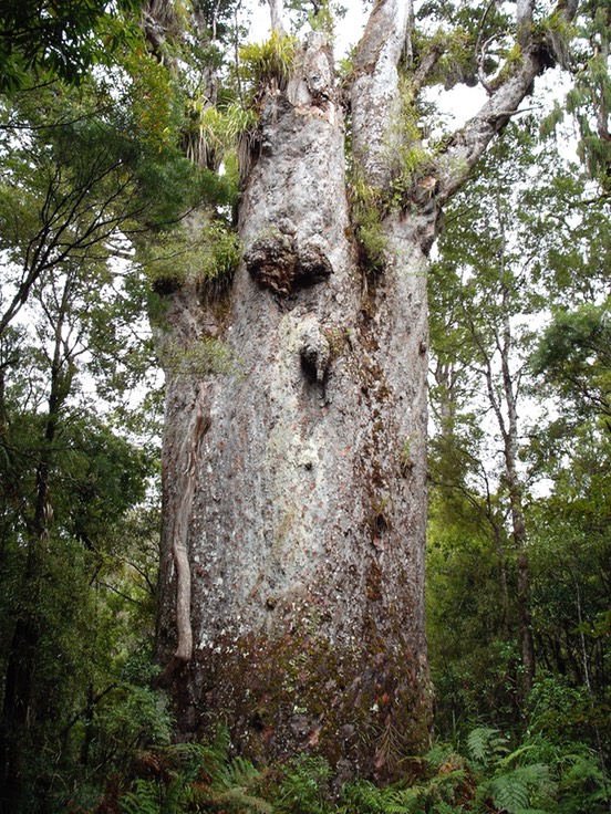 The Father of the Forest