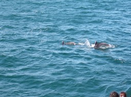 Dolphins, Bay of Islands