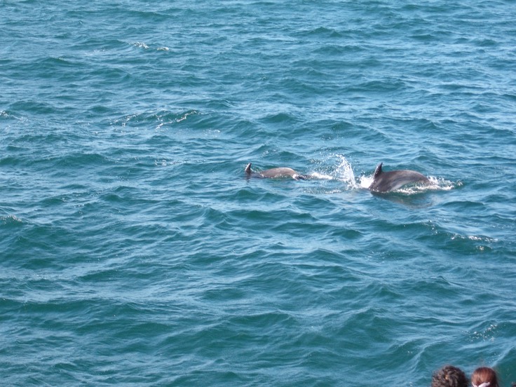 Dolphins, Bay of Islands