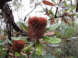 Old Man Banksy: Banksia serrata