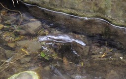 Ornithorhynchus
