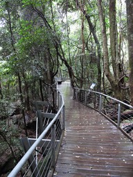 Rainforest walkway