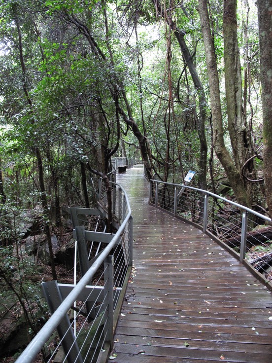 Rainforest walkway