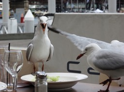 Lunch with Quack-Quacks
