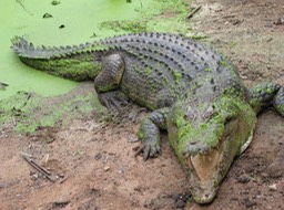 Billabong Sanctuary