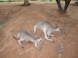 Billabong Sanctuary