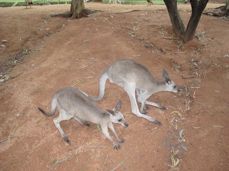 Billabong Sanctuary