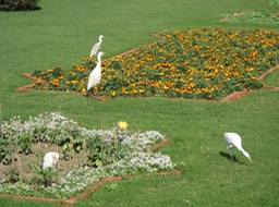 Taj Mahal Gardens
