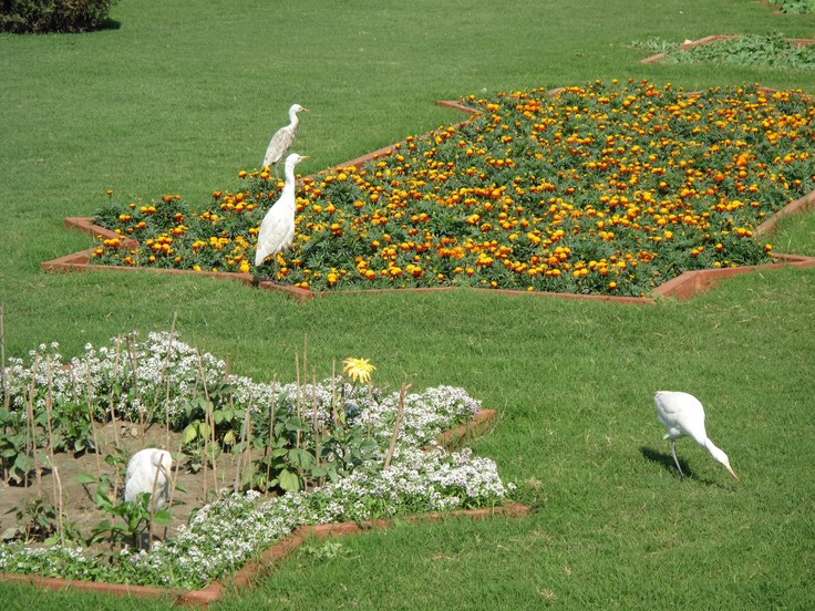 Taj Mahal Gardens