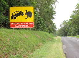 Unusual road hazard