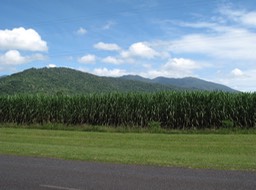 Cane Fields