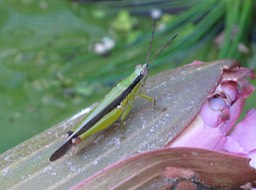 Queensland Grasshopper