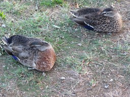 Sleepy quack-quacks for Carla