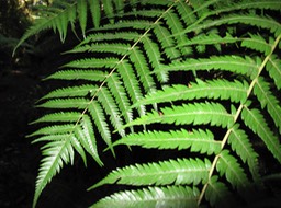 Ferns