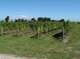 Marlborough Vines