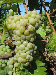 St Clair Grapes