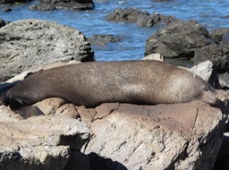 Active life of the seal