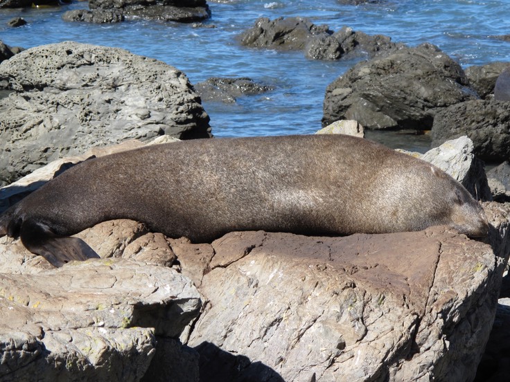 Active life of the seal