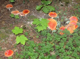 Amanita muscaria