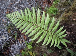 Another Fern