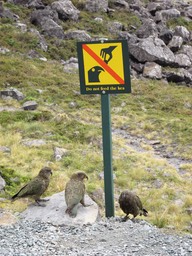 Keas