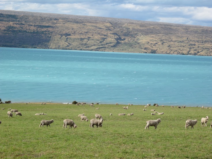 Lake Pukaki with muttons