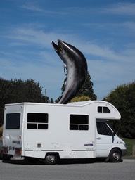 Something fishy in Rakaia