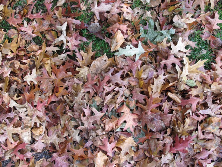 Autumn in March