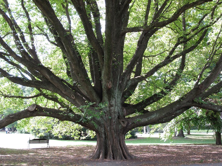 Botanical Gardens, Christchurch