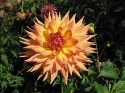 Botanical Gardens, Christchurch. Dahlia