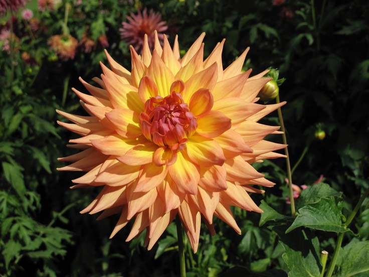 Botanical Gardens, Christchurch. Dahlia