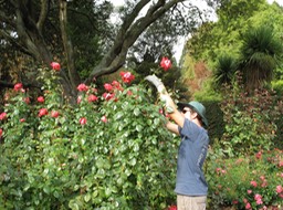 Michèle fancied the gardener