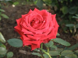 Rose Garden, Botanical Gardens, Christchurch