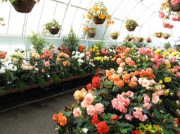 Begonias