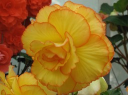 Begonias
