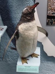 Canterbury Museum. Pingu for Carla