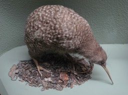 Stuffed Kiwi