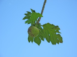 Uru, l'arbre à pain