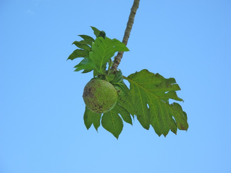 Uru, l'arbre à pain