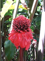 Rose de porcelaine, Jardin, Vanira Lodge