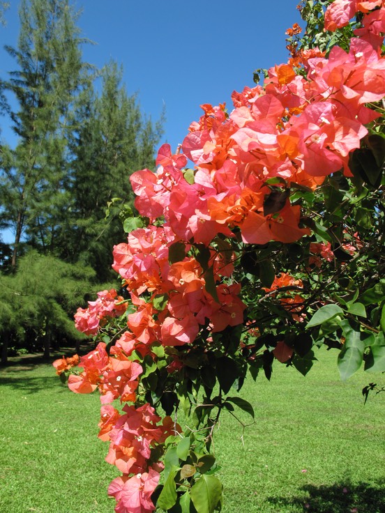 Bougainvillée, Jardin, Vanira Lodge