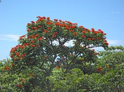 Tulipier du Gabon, pisse-pisse en tahitien