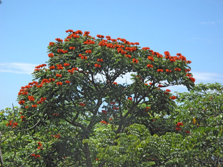 Tulipier du Gabon, pisse-pisse en tahitien
