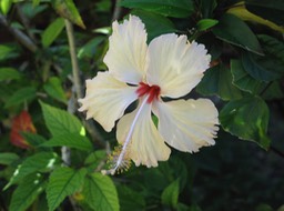 Hibiscus, Jardin de l'hôtel les Tipaniers