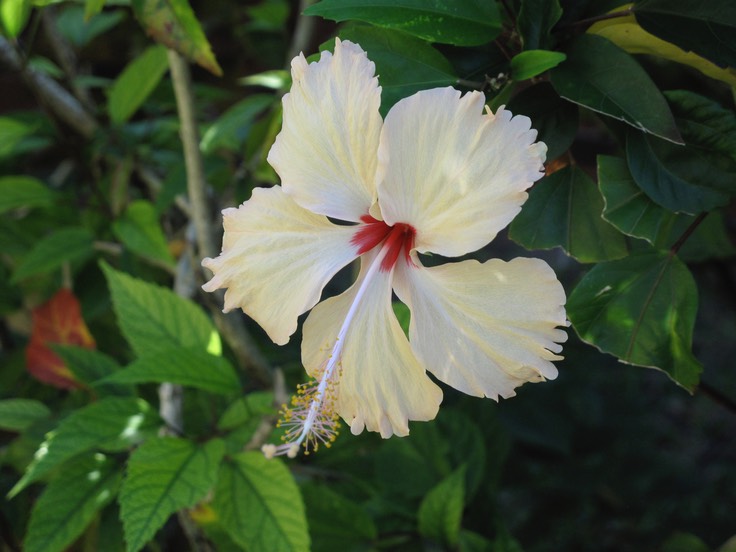 Hibiscus, Jardin de l'hôtel les Tipaniers