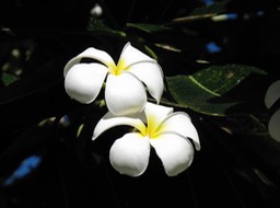 Fleurs de tipanier