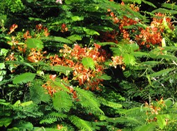 Le flamboyant, Jardin de l'hôtel les Tipaniers