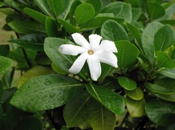 Tiaré