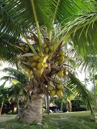 Cocotier